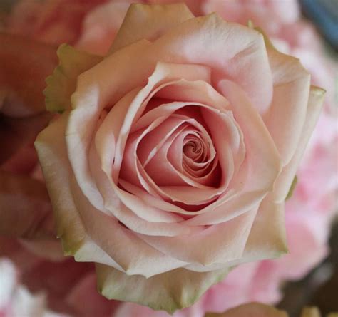 The Beauty Of Sweet Avalanche By Meijer Roses Styled For An Special