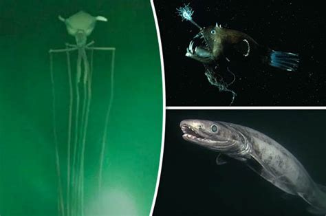 Aliens Of The Deep Sea Monsters Filmed Thousands Of Feet Underwater Daily Star