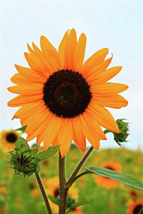 Sunflower Standing Tall Photograph By Selena Lorraine