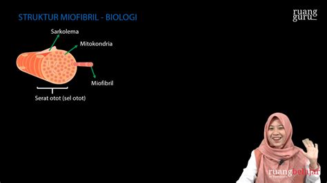 Video Belajar Struktur Miofibril Biologi Untuk Kelas Ipa