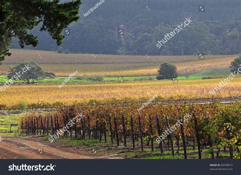 Cape Town Vineyards Stock Photo 84358915 Shutterstock