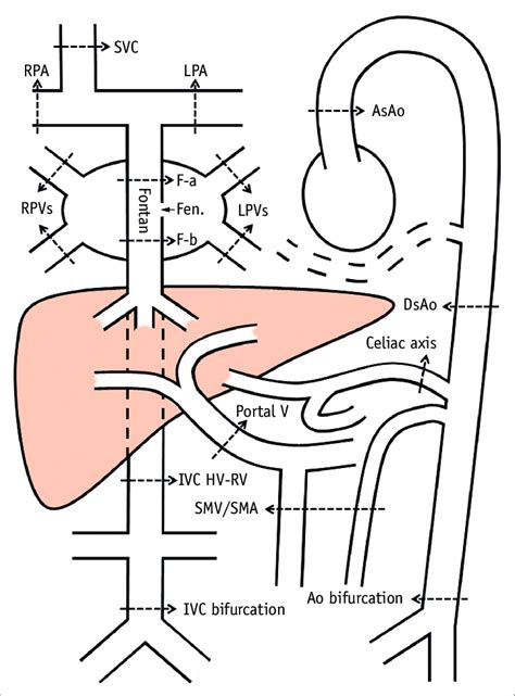 'renaler blutfluss' und synonyme zu openthesaurus hinzufügen. Drawing showing locations of blood flow sampling for phase ...