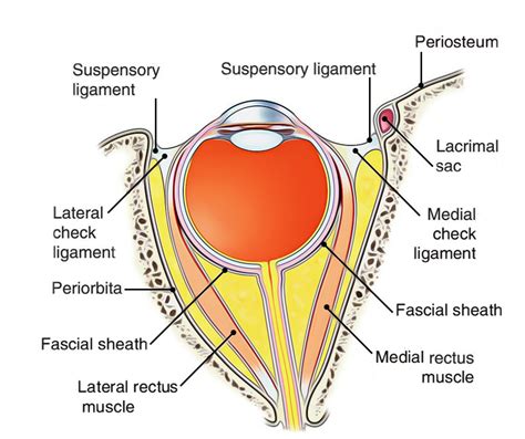 Easy Notes On Extraocular Muscles Learn In Just 4 Minutes
