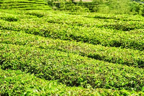 Rows Of Bushes On Tea Plantation Bright Green Tea Leaves Stock Image