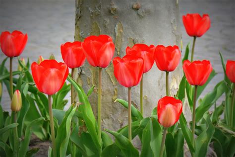 Free Images Nature Flower Petal Tulip Red Flora Tulips