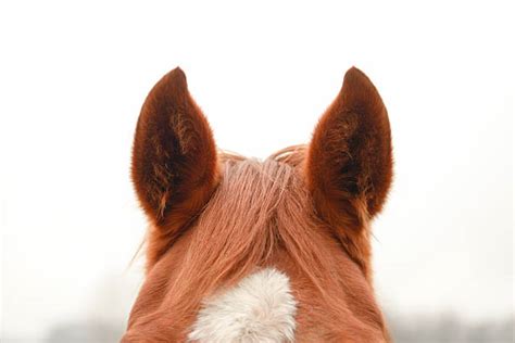 Horse Ears Stock Photos Pictures And Royalty Free Images Istock