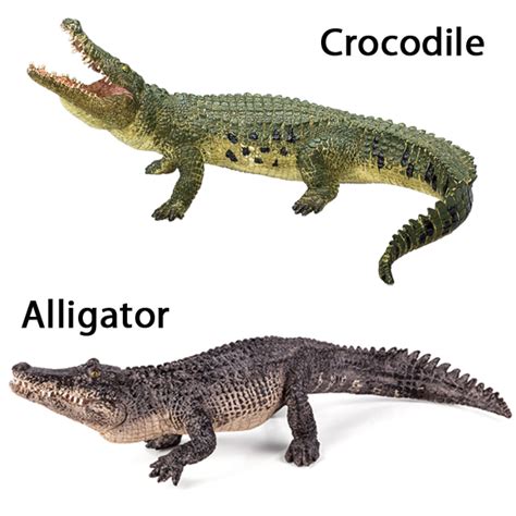 An alligator is a crocodilian in the genus alligator of the family alligatoridae. Crocodiles can Gallop but Alligators Can't