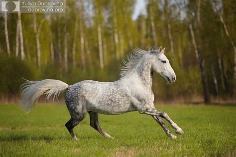 Dapple Grey Orlov Trotter Rare Horses Pretty Horses Beautiful Horses