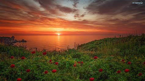 Piwonie Morze Czarne Kwiaty Bułgaria Wybrzeże Zachód Słońca