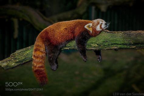 Lazy Red Panda By Leovandersanden Kevin Seawrights Wordpress Blog
