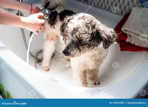 Bichon Frise Mixed Breed Dog Being Washed By The Groomer In Pet Salon