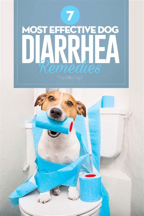 Top 7 Best Dog Diarrhea Remedies In 2017