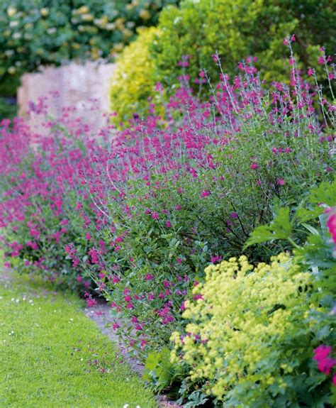 9 Plants That Really Do Bloom All Summer Nz