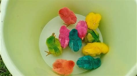 Menemukan Anak Ayam Warna Warni Ayam Rainbow Ayam Lucu Ayam Hias