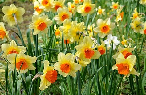 Blooming Daffodils Stock Photo Image Of Spring Blooming 74111240