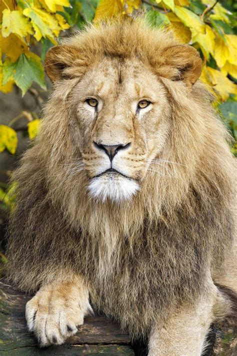Close Up Portrait Of A Male Lion Panthera Leo Stock Image Image Of