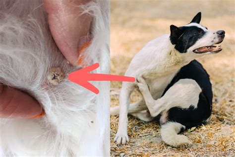 Never Do This To Remove Your Dogs Skin Tags