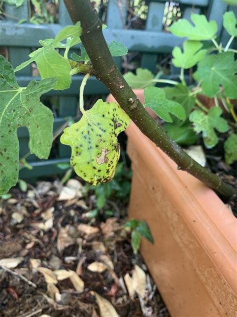 In reality, fig leaves are not just edible, but likewise supply various health benefits when taken in. Forum: Fig Leaves