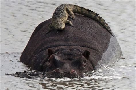 Crocodile Riding Hippo 2 Pics