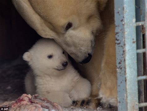 We Cant Bear To Be Apart Proud Mother Shows Off Her Adorable Polar