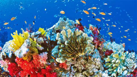 O Proteges La Piel O Proteges A Los Corales El Problema Del Protector