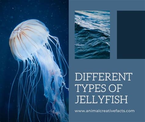 Different Types Of Jellyfish Types Of Jellyfish Jellyfish Facts