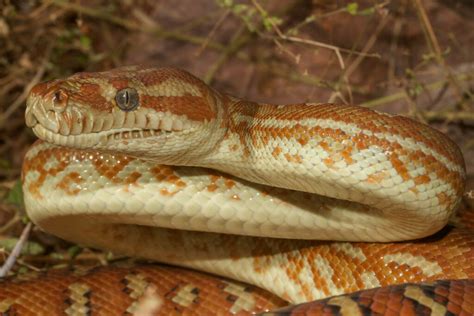 Morelia Viridis Azurea Spilota Carinata Bredli Imbricata Serpent Python