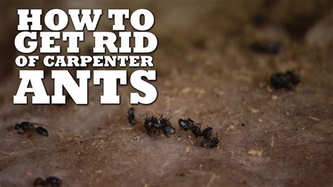 How To Get Rid Of Carpenter Ants Youtube