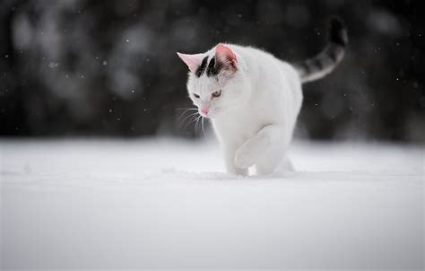 Wallpaper Winter Cat Snow Cat Images For Desktop Section кошки