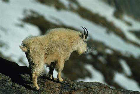Male Mountain Goat Stock Image Image Of White Billy 14016873