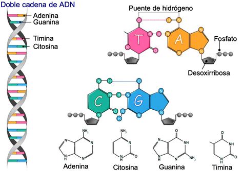 Detalle 94 Imagen Dibujos De Adn Y Sus Partes Vn