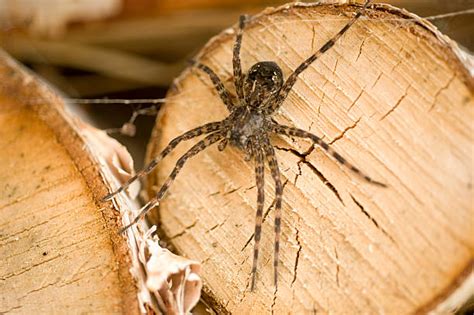 See full list on owlcation.com Giant Wood Spider Stock Photos, Pictures & Royalty-Free ...