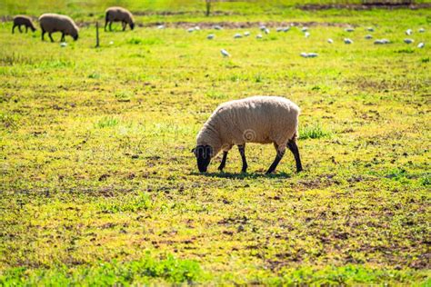 Australian Grazing Sheep On A Farm Stock Image Image Of Agriculture