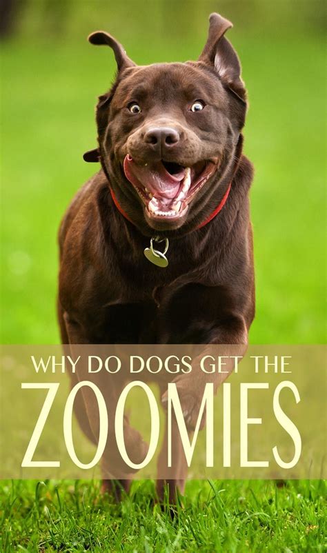 The Dog Zoomies Explained Find Out Why Dogs Get Them And What You