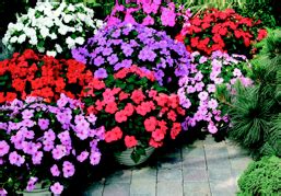 When the rhododendron blooms in uttarakhand, there is a special cheer that spreads in the hills which only the beautiful red flowers can bring. Flowers that Bloom through the Heat of Summer - Quad ...