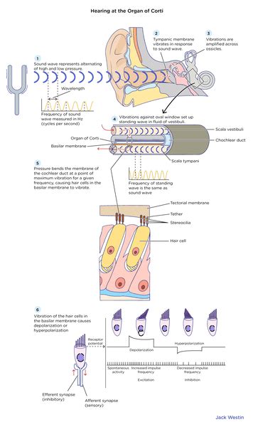 Sensory Reception By Hair Cells Hearing Mcat Content