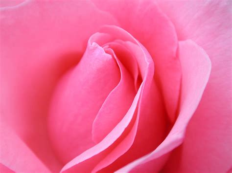Beautiful Rose Flowers Hd Wallpapers For Desktop