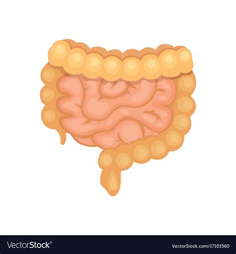 Cartoon Large And Small Intestine Royalty Free Vector Image