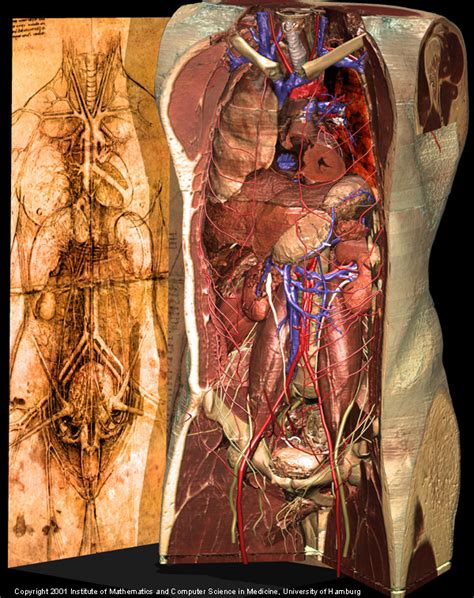 A folio from leonardos anatomical manuscript a. Torso and Inner Organs of the Visible Human