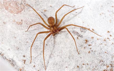 What Do Brown Recluse Spider Bites Look Like Brown Recluse Spider