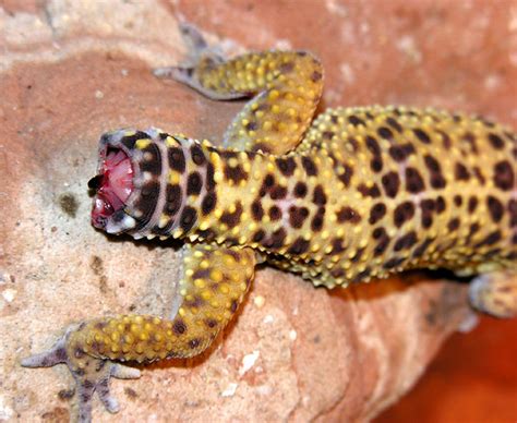 Leopard Gecko Dropped Tail 3 A Photo On Flickriver