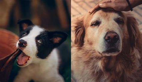 Página Para Adopción De Perros Y Cachorros Gratis En Perú España Y México