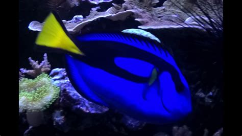 Blue Tangs Bred In Captivity YouTube