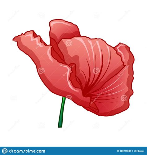 Red Poppy Icon Cartoon Style Stock Vector Illustration Of Never