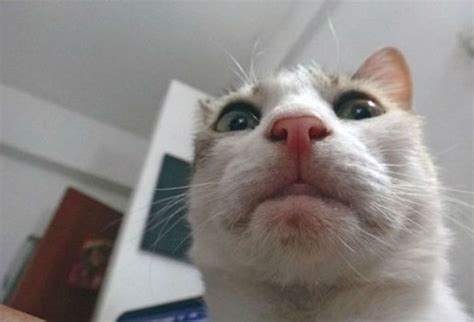 Selfie Cat Meme Cat Planet Cat Planet