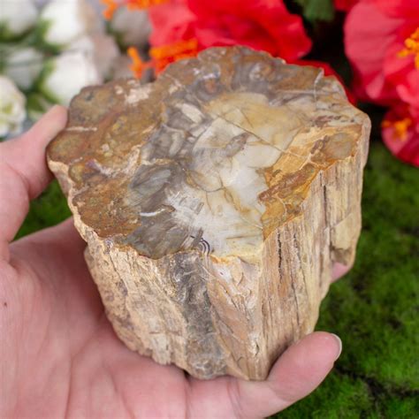 Petrified Wood Metaphysical Properties And Meanings The Crystal Council