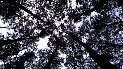 Check spelling or type a new query. Hutan Pinus Dlingo kab Bantul Yogyakarta - YouTube