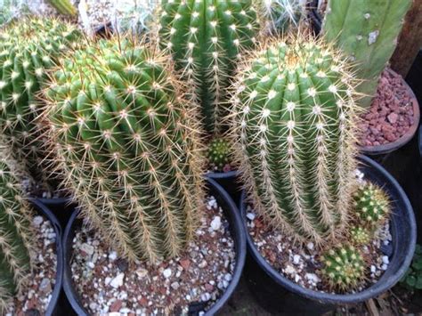 San Pedro Cactuses Trichocereus Grandiflorus Hybrids