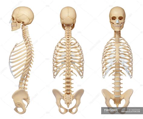 Normal Rib Cage — Anatomy Anatomical Reference Stock Photo 160225448