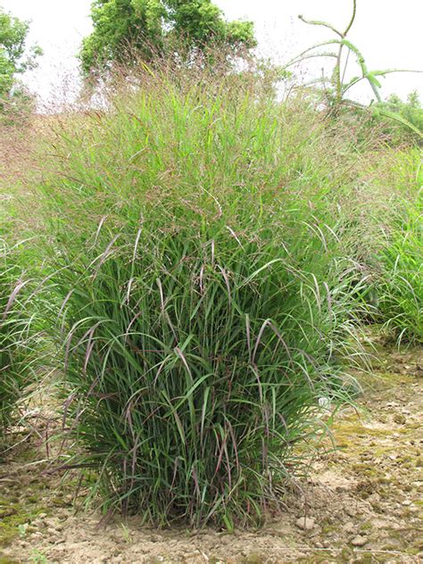 Prairie Sky Switch Grass Panicum Virgatum Prairie Sky In Inver